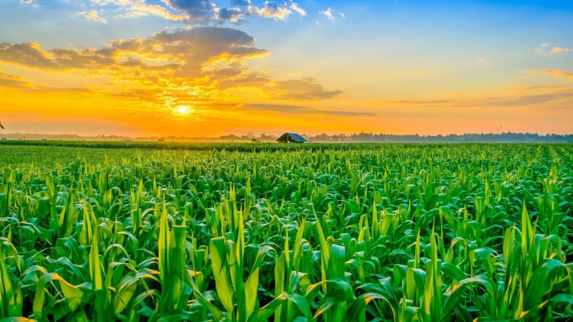 ¿Cómo va el plan para reducir las importaciones de maíz en Colombia?